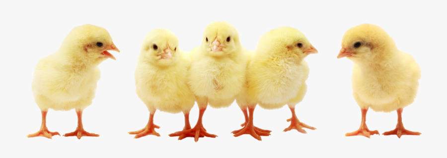 Clip Art Chicks Picture - Chicks Transparent, Transparent Clipart