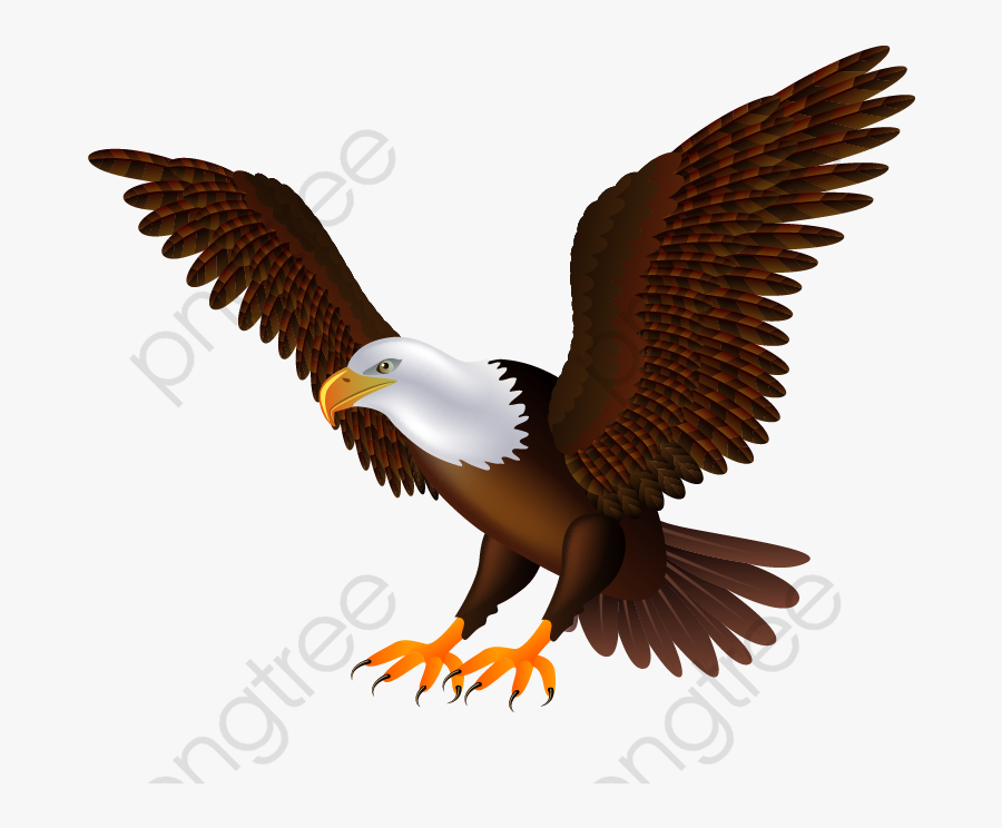 Eagles Wings Birds - Transparent Background Bald Eagle Clip Art, Transparent Clipart