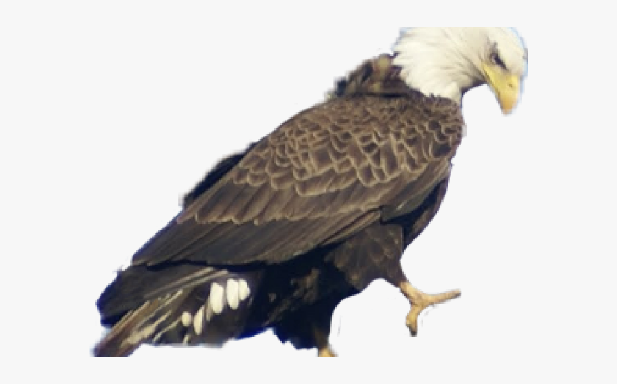 Transparent Eagle Clipart - Picsart Png Eagle, Transparent Clipart