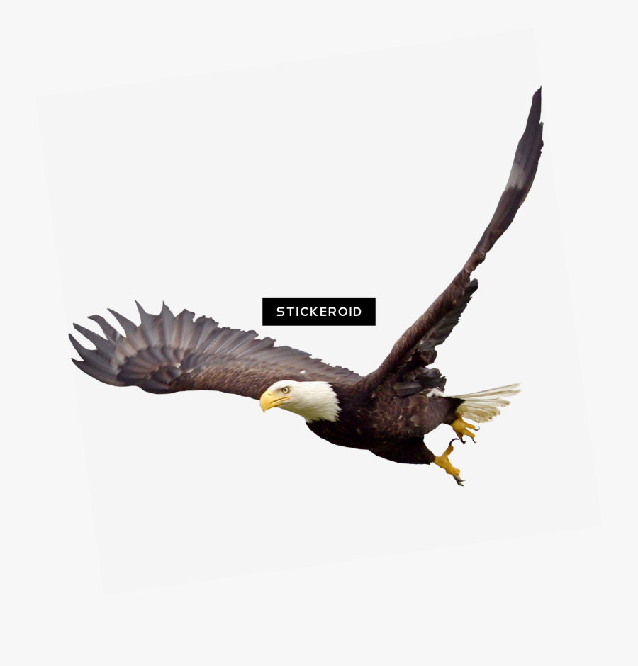 Bald Eagle,bird,eagle,bird Of Eagle,beak,sea - Eagle, Transparent Clipart