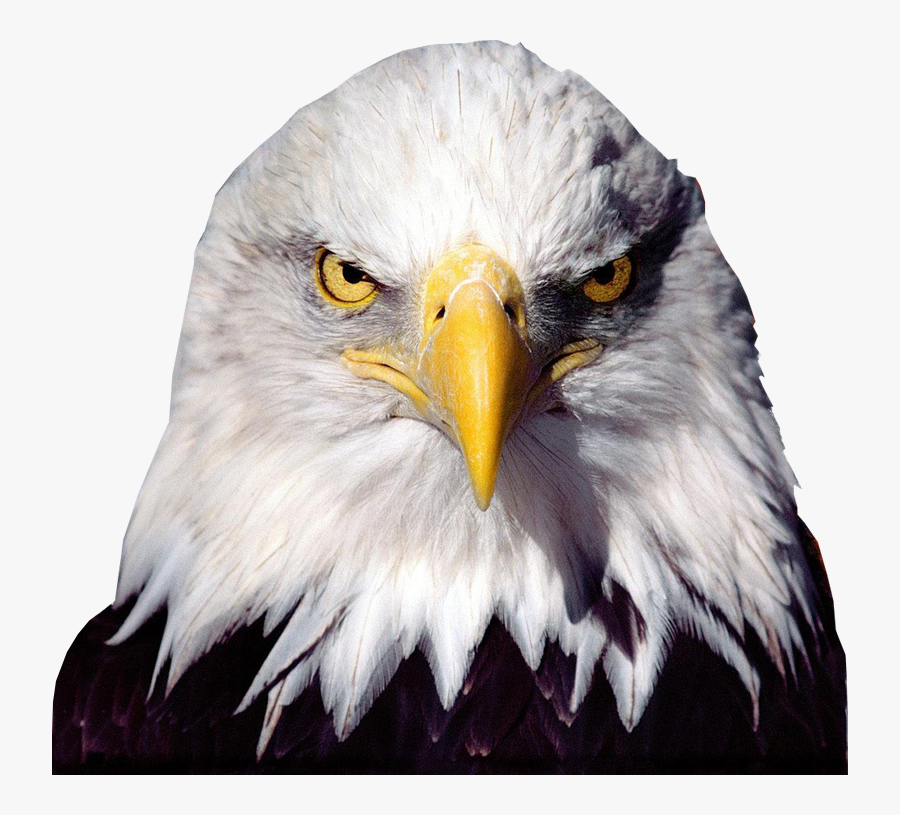 Clip Art Transparent - Eagle Head Transparent Background, Transparent Clipart