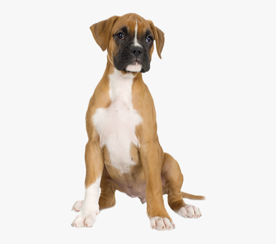 Transparent Dog Sitting Png - Boxer Dog Transparent Background, Transparent Clipart