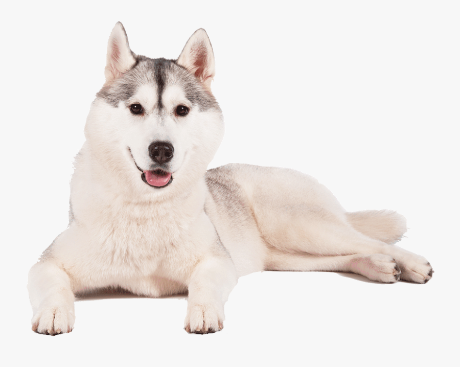 Husky Picture With Transparent Background, Transparent Clipart
