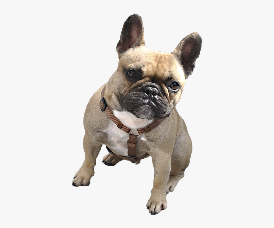Dog, Boxer, Animal, Animal Portrait, White Background - Transparent Logo Dog Png, Transparent Clipart