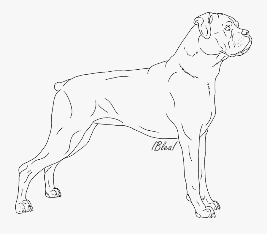 Boxer Dogs Lineart - Boxer Lineart, Transparent Clipart