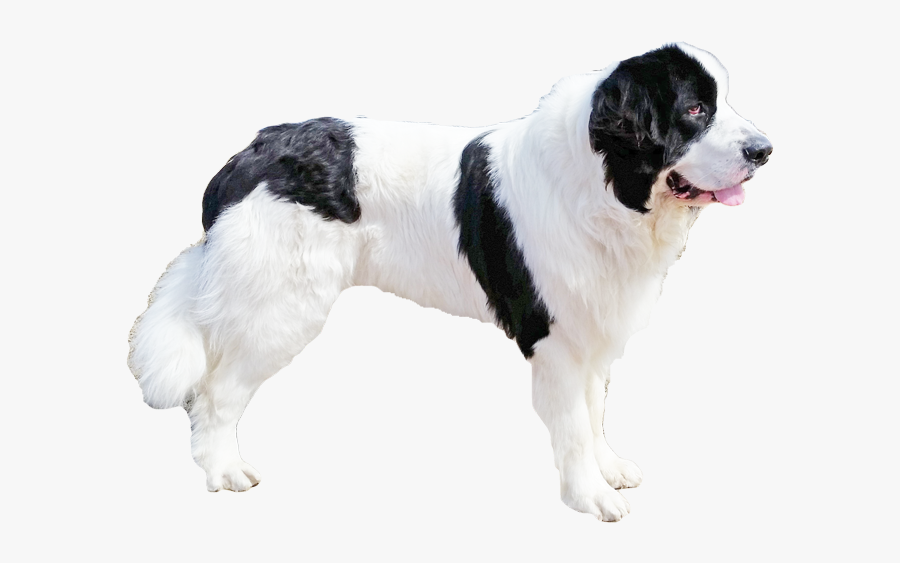 Landseer, Transparent Clipart