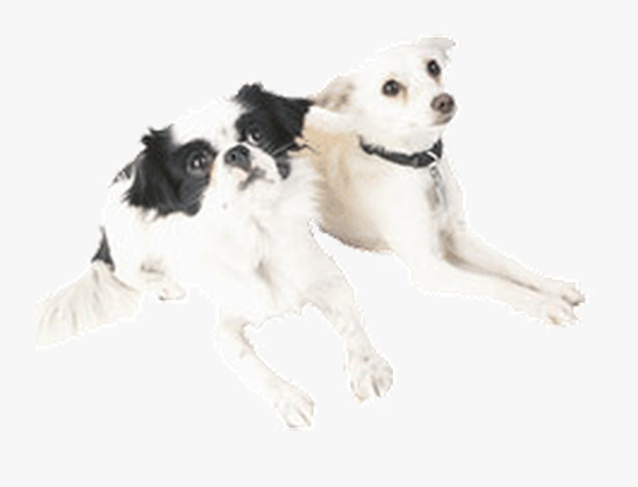 Dog Catches Something, Transparent Clipart