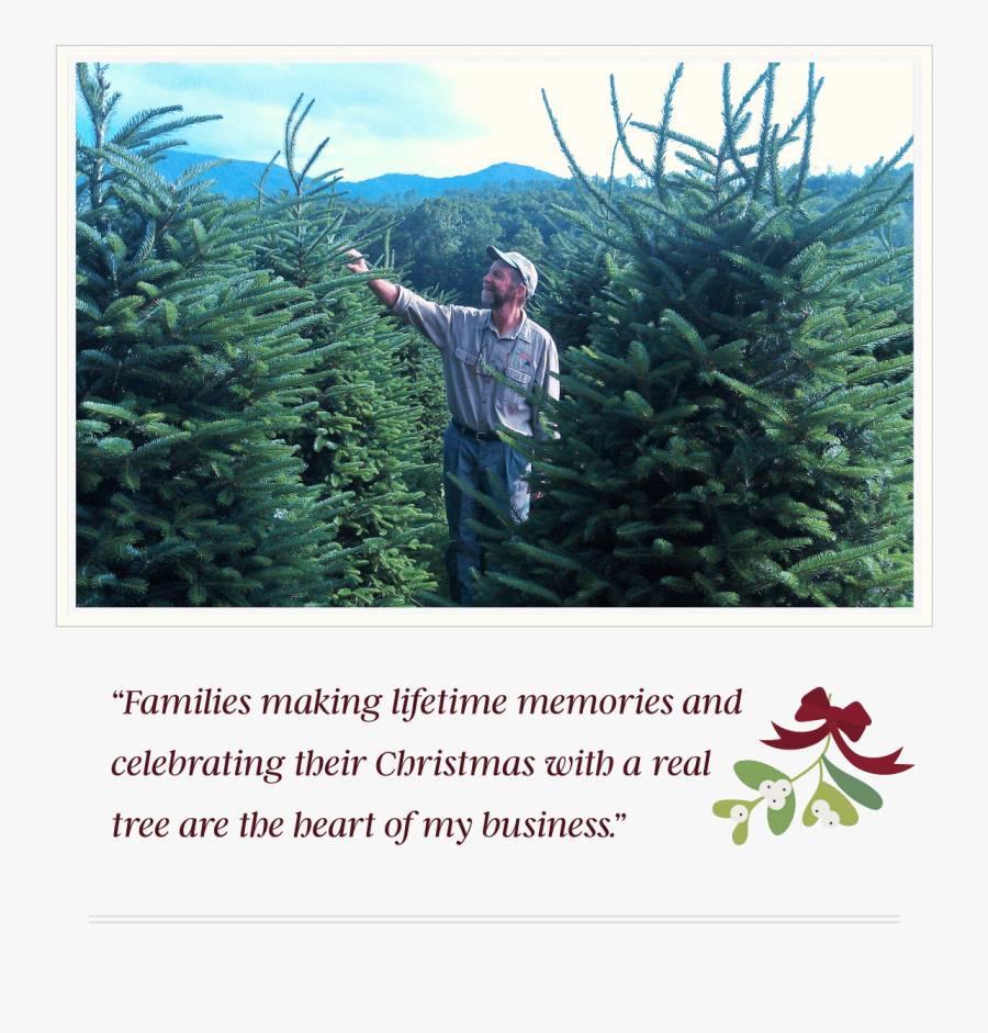 Christmas Tree, Hd Png Download - Christmas Tree, Transparent Clipart