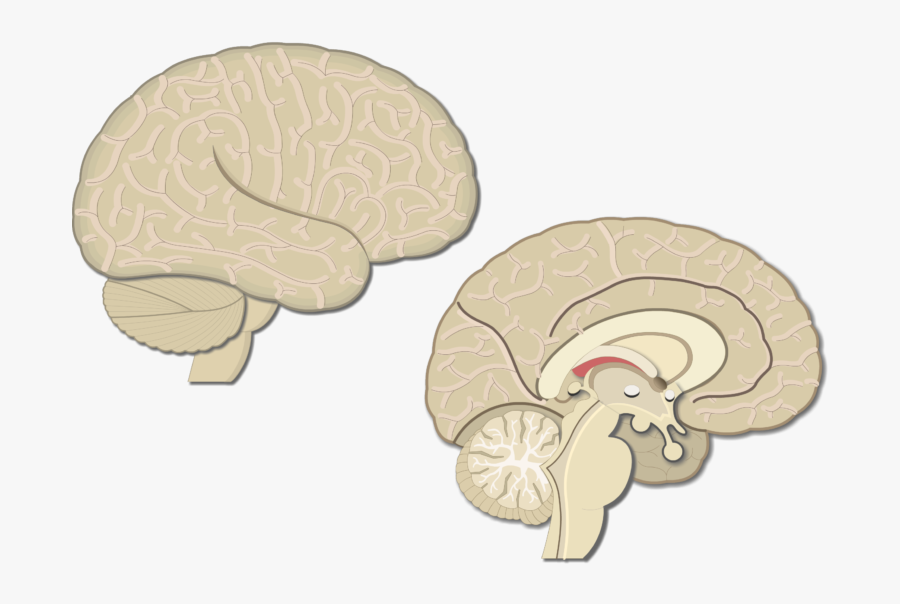 Brain Clipart Front - Primary Visual Cortex Areas, Transparent Clipart