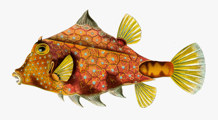 Orange,marine Biology,fish - Ernst Haeckel Art Ocean Fish, Transparent Clipart