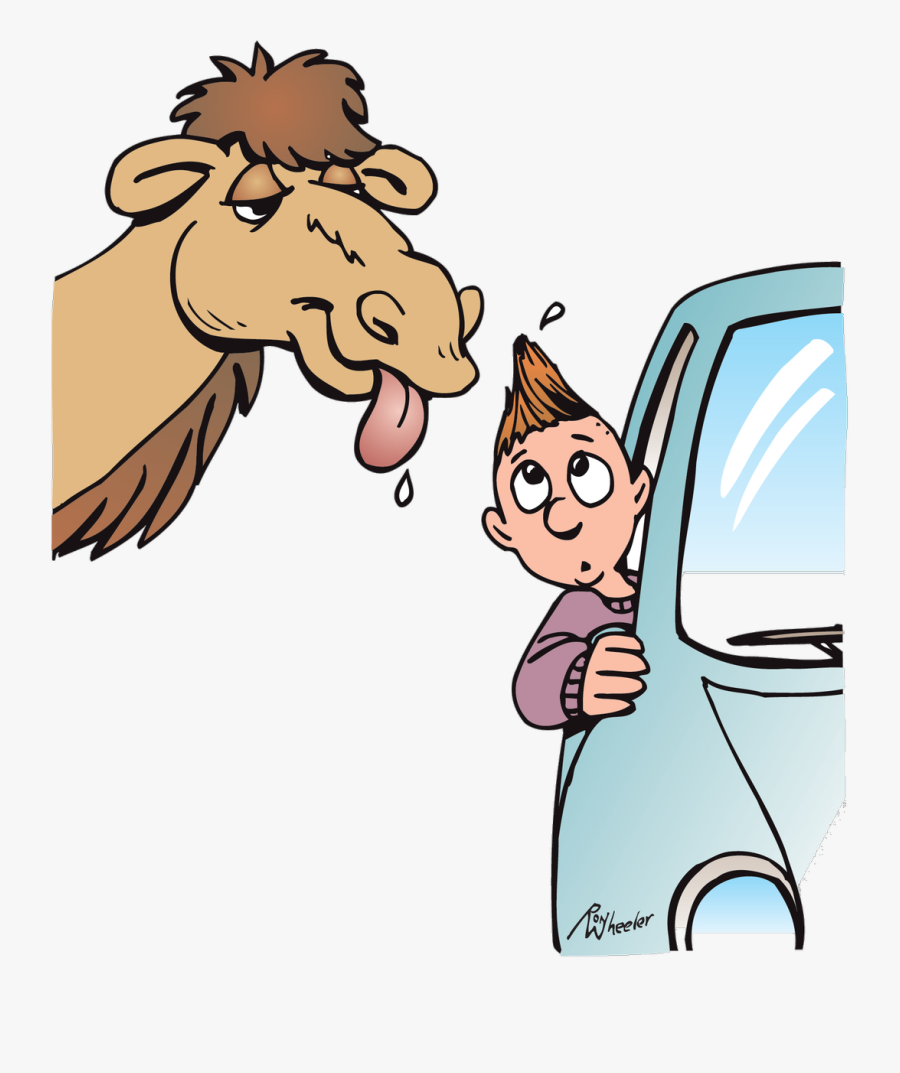 Camel Licking, Transparent Clipart
