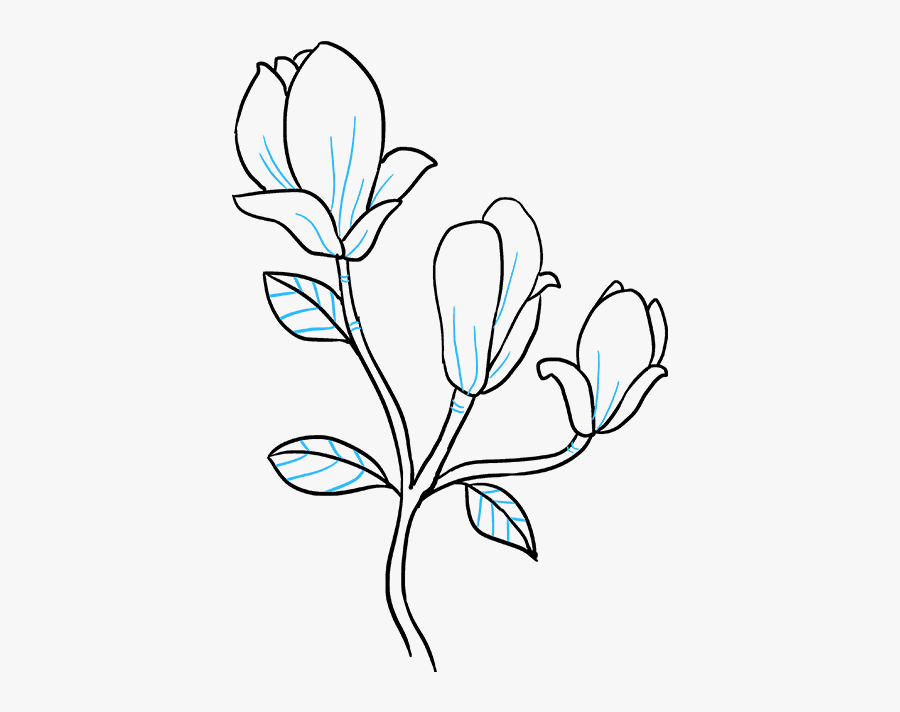 Clip Art How To Draw A Magnolia Flower - Easy To Draw Magnolia Flower, Transparent Clipart