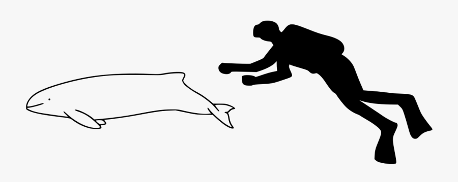 Porpoise Drawing Under Sea - Vaquita Compared To Human, Transparent Clipart