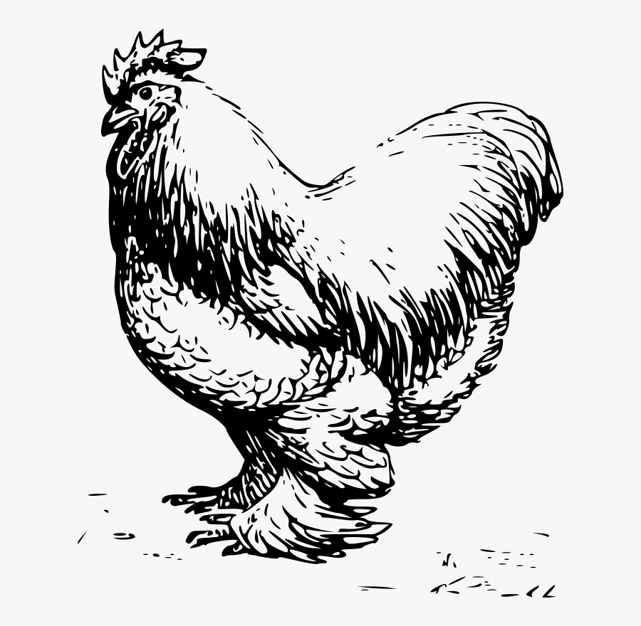 Clip Art Leghorn Wyandotte Brahma Plymouth - Outline Chicken Clipart Black And White, Transparent Clipart