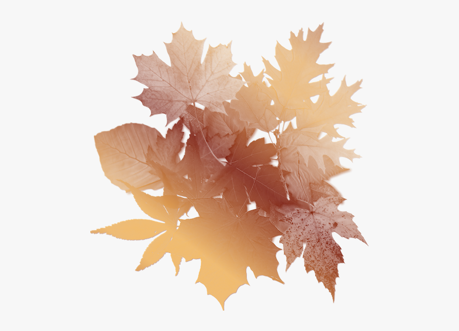 Fall Leaf Clipart No Background - Transparent Background Maple Leaf Png, Transparent Clipart