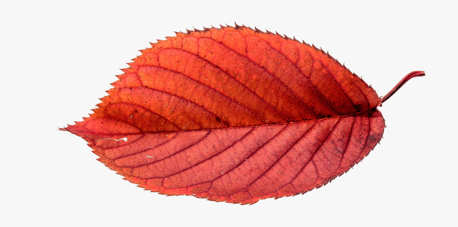 Autumn Beech Leaf - Transparent Autumn Leaves, Transparent Clipart