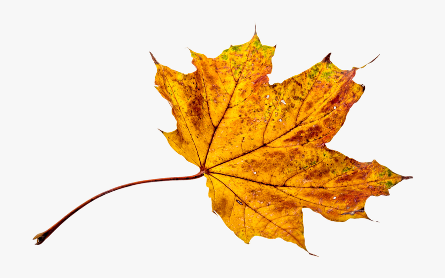 Autumn Leaves Falling Png - Hojas De Plantas Color Amarillo, Transparent Clipart