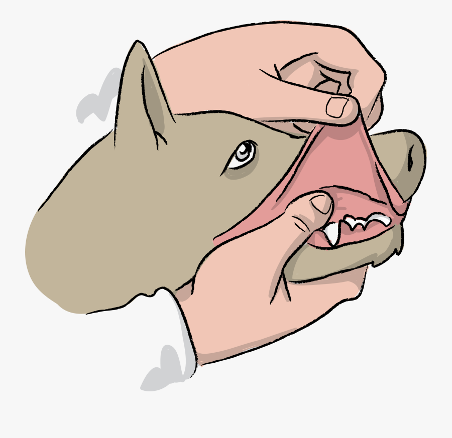 Transparent Clipart Hund - Hund Stabile Seitenlage, Transparent Clipart