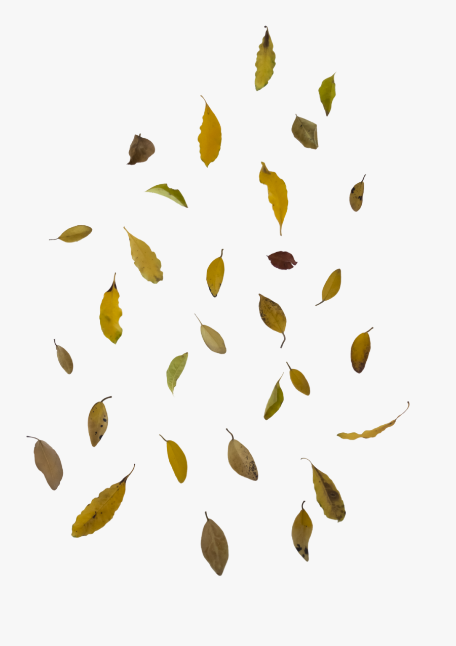 Autumn Leaf Color - Falling Leaves Png Transparent Background, Transparent Clipart