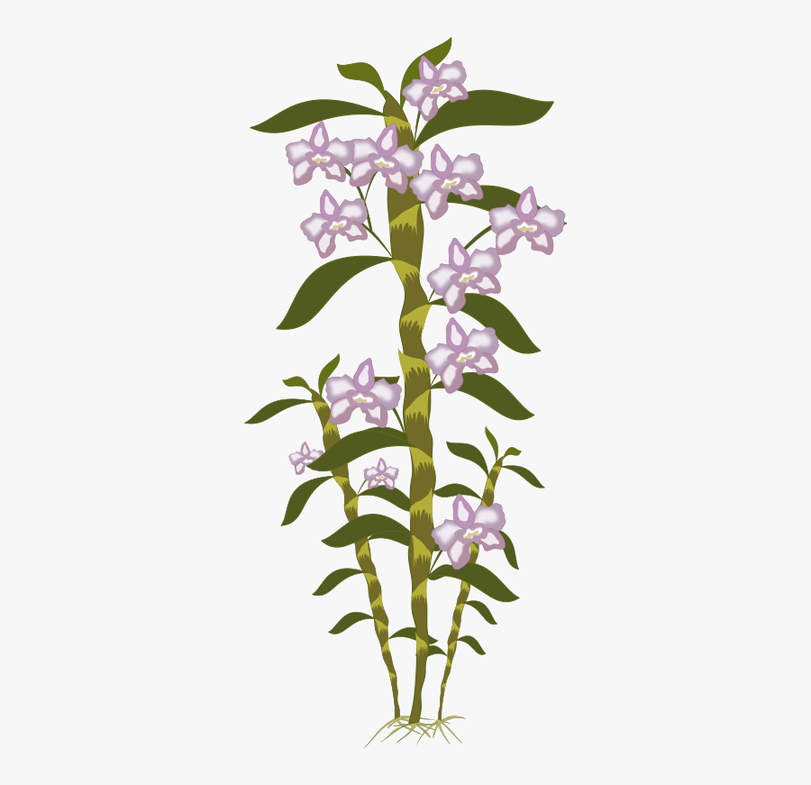 Dendrobium - Wisteria, Transparent Clipart