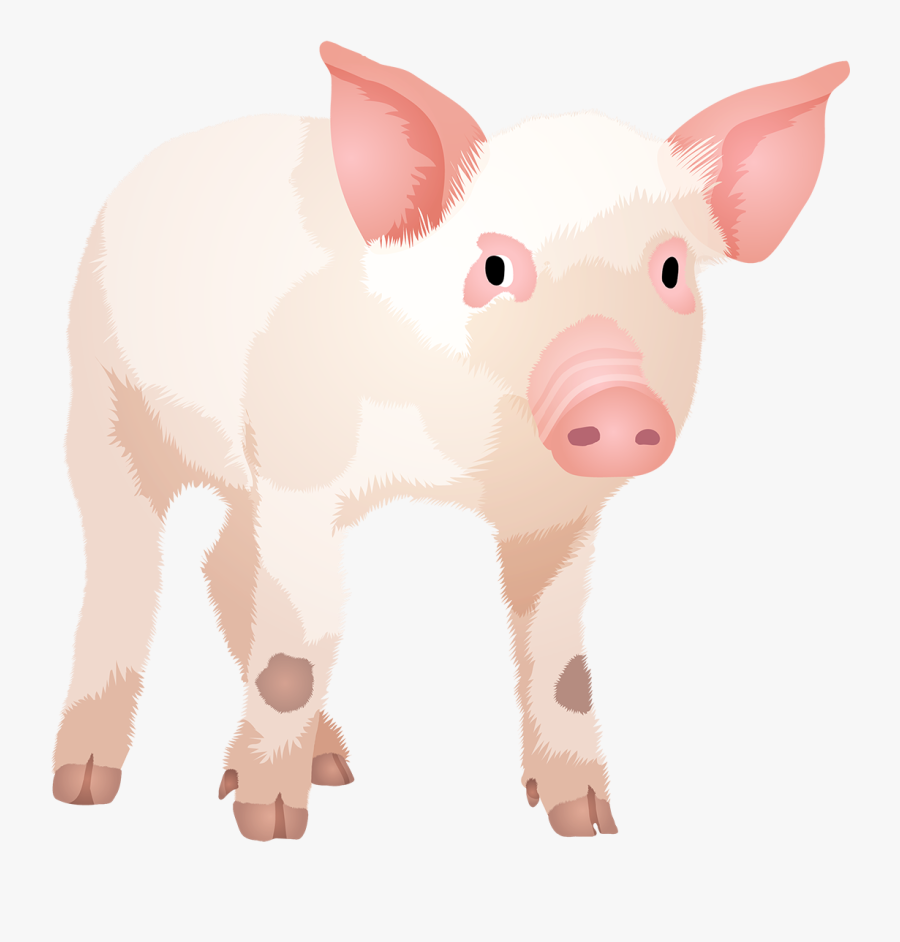Transparent Animal Den Clipart - Domestic Pig, Transparent Clipart