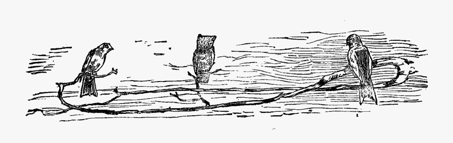 Transparent Owl Border Clipart - Drawing, Transparent Clipart