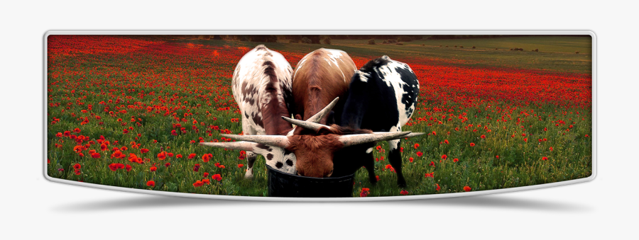 Lutt Longhorns 2015 Heifer Banner Image, Transparent Clipart