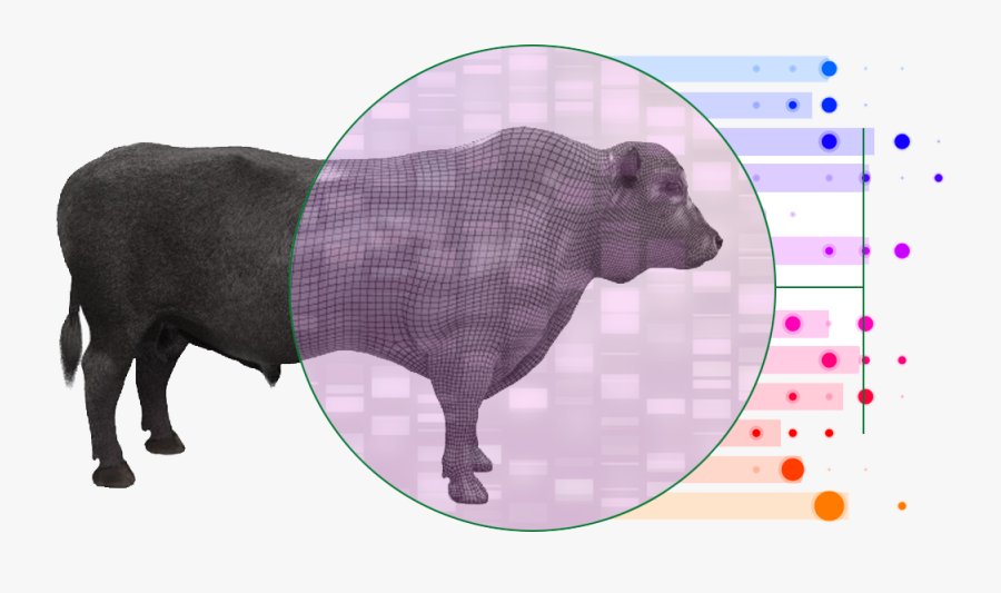 Heifer Clipart, Transparent Clipart