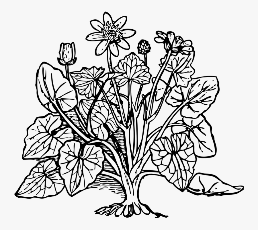 Black And White Plants - Plant Black And White, Transparent Clipart