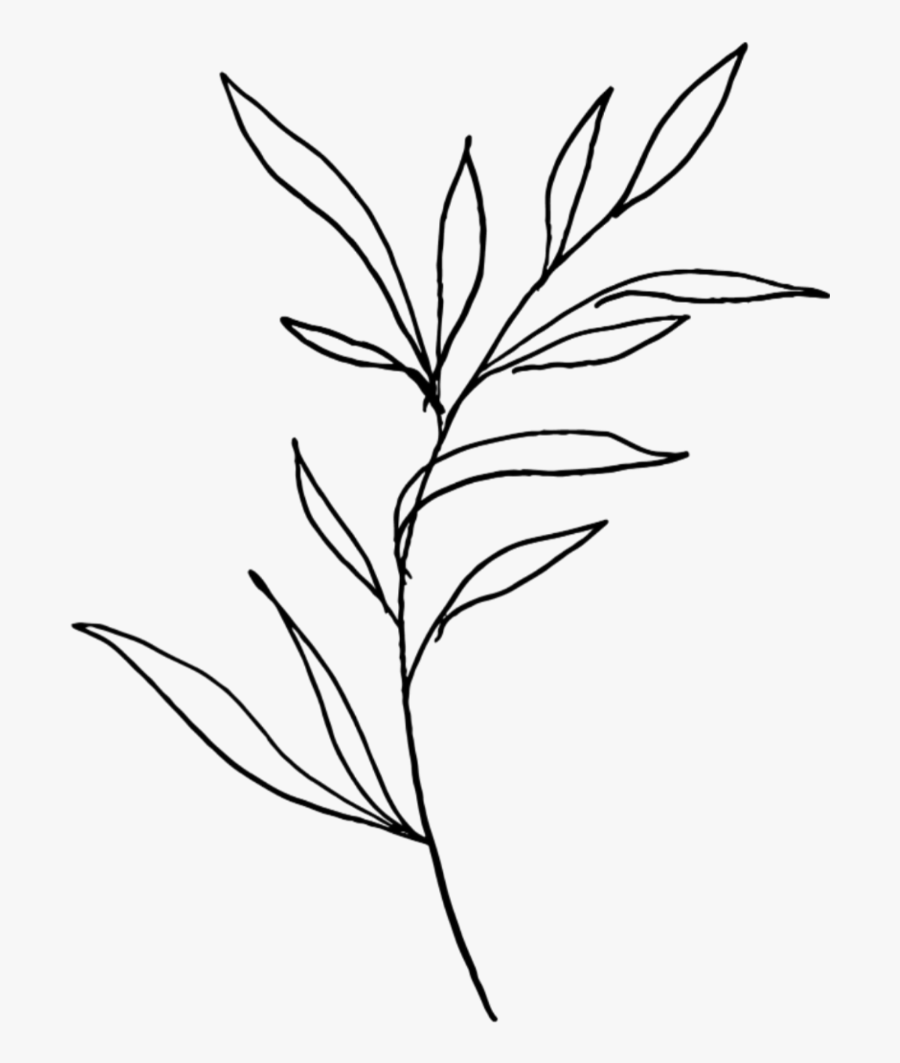 #plant #plants #overlay #doddle #black #white #simple - Plant Black And White Simple, Transparent Clipart