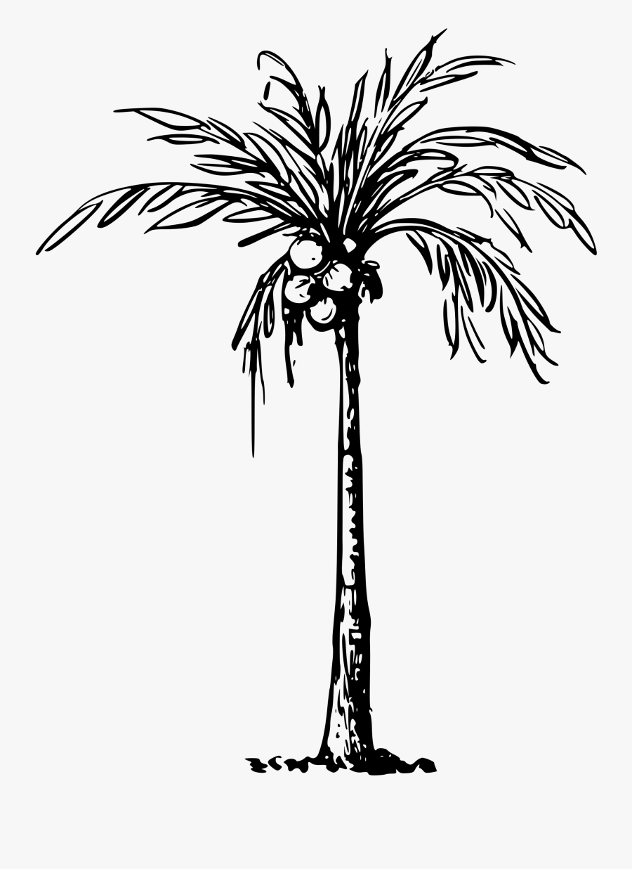 Coconut Cliparts Black - Clip Art Of Coconut Tree, Transparent Clipart