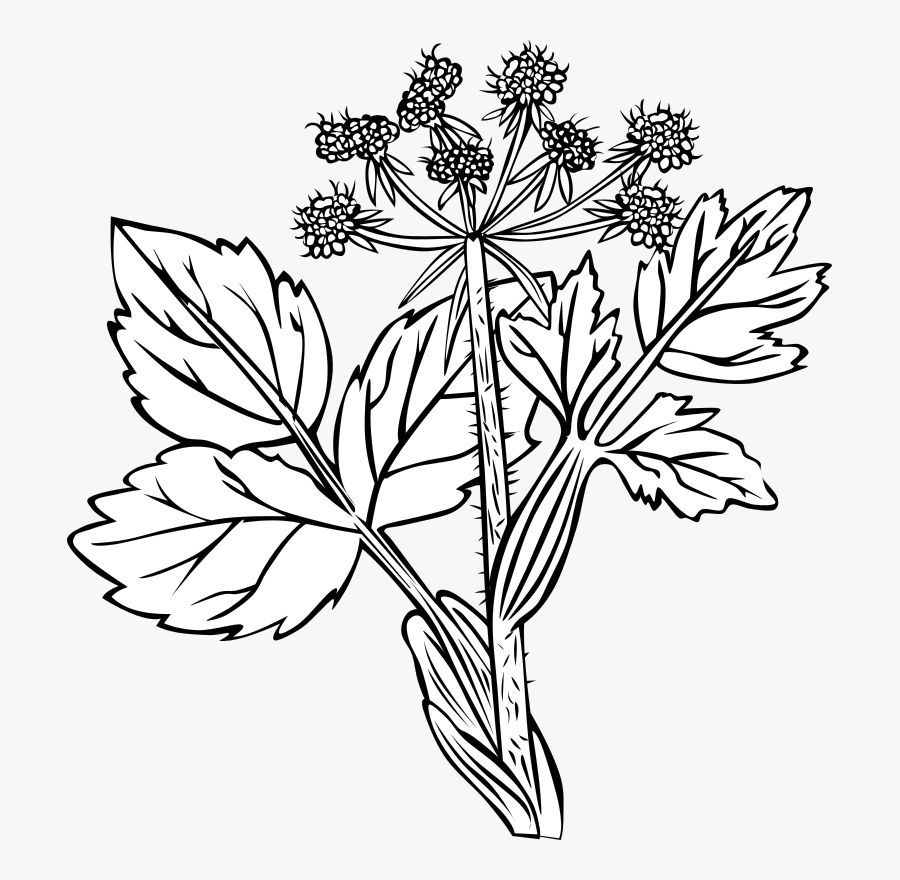 Black And White Plant, Transparent Clipart