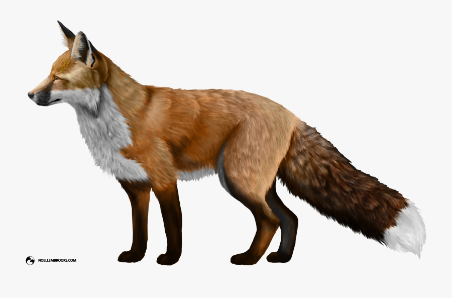 Fox Png, Transparent Clipart