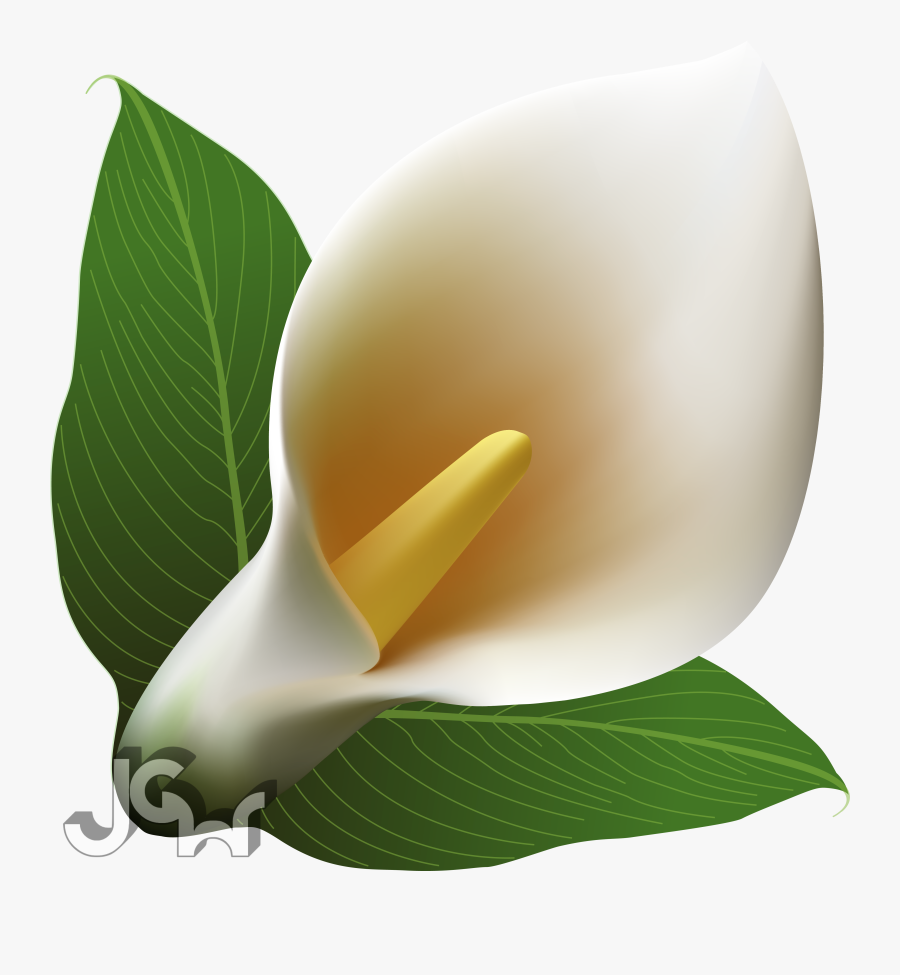 Arum, Transparent Clipart