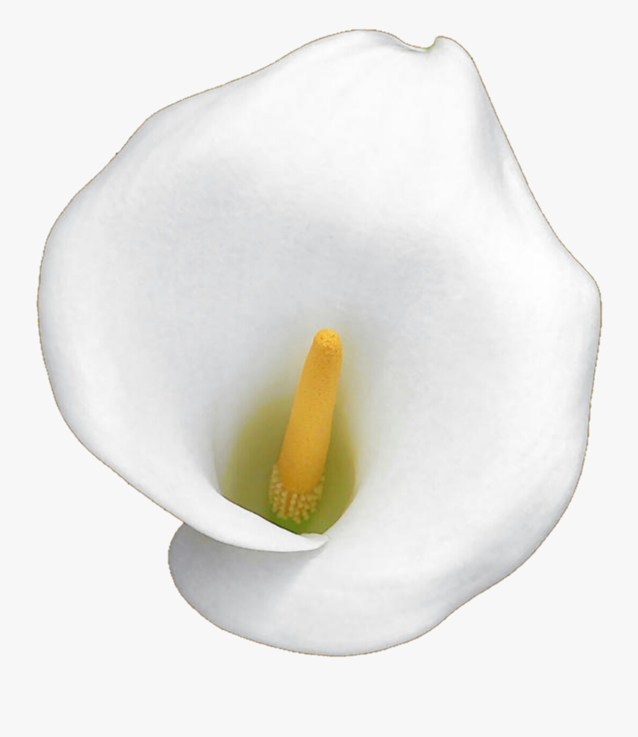 White Calla Lily By Jeanicebartzen27 White Calla Lily - White Calla Lily, Transparent Clipart