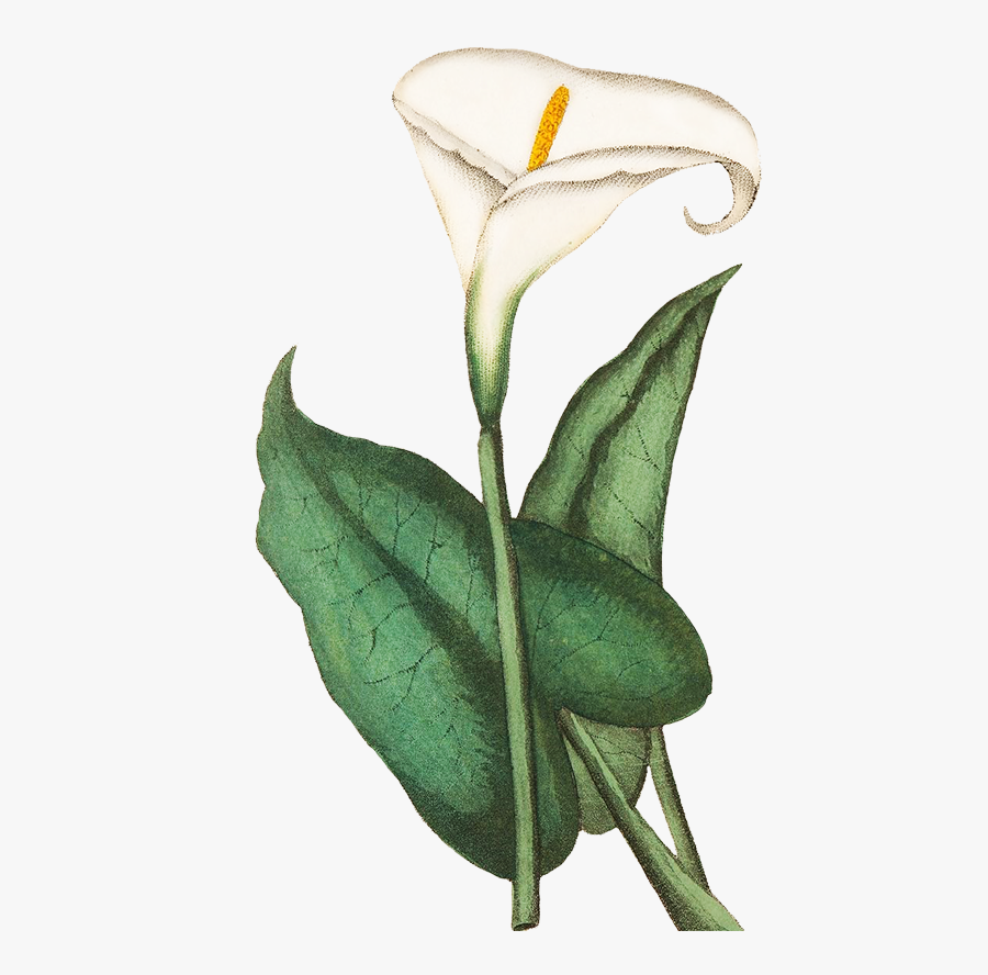 Calla - Transparent Png Calla Lilies Png, Transparent Clipart