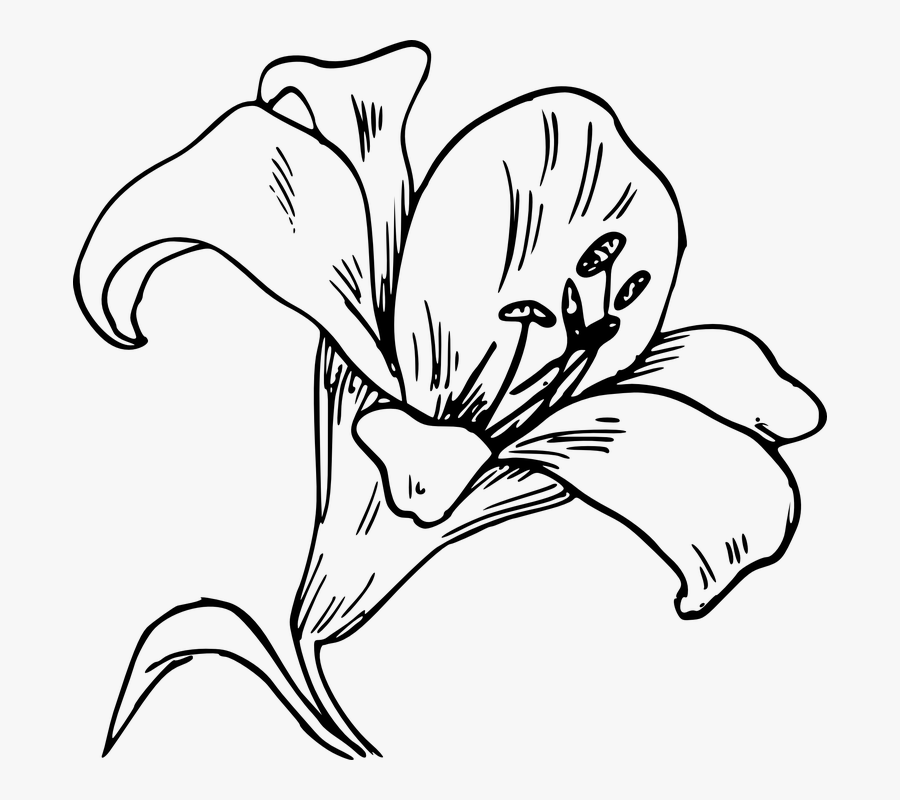 Calla, Lily, Flower, Bloom, Plant, Nature, Botany - Orquidea Dibujo Para Colorear, Transparent Clipart