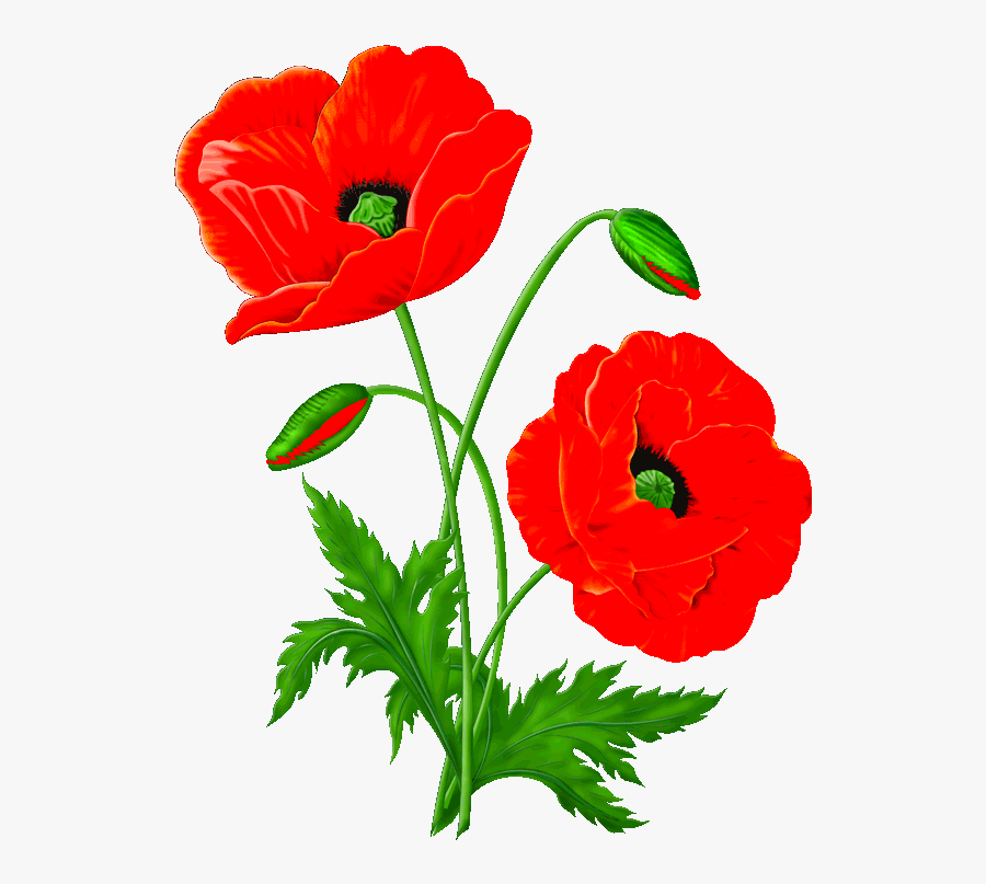 Маки Рисунок Карандашом Clipart , Png Download - Amapolas Pintadas En Tela, Transparent Clipart