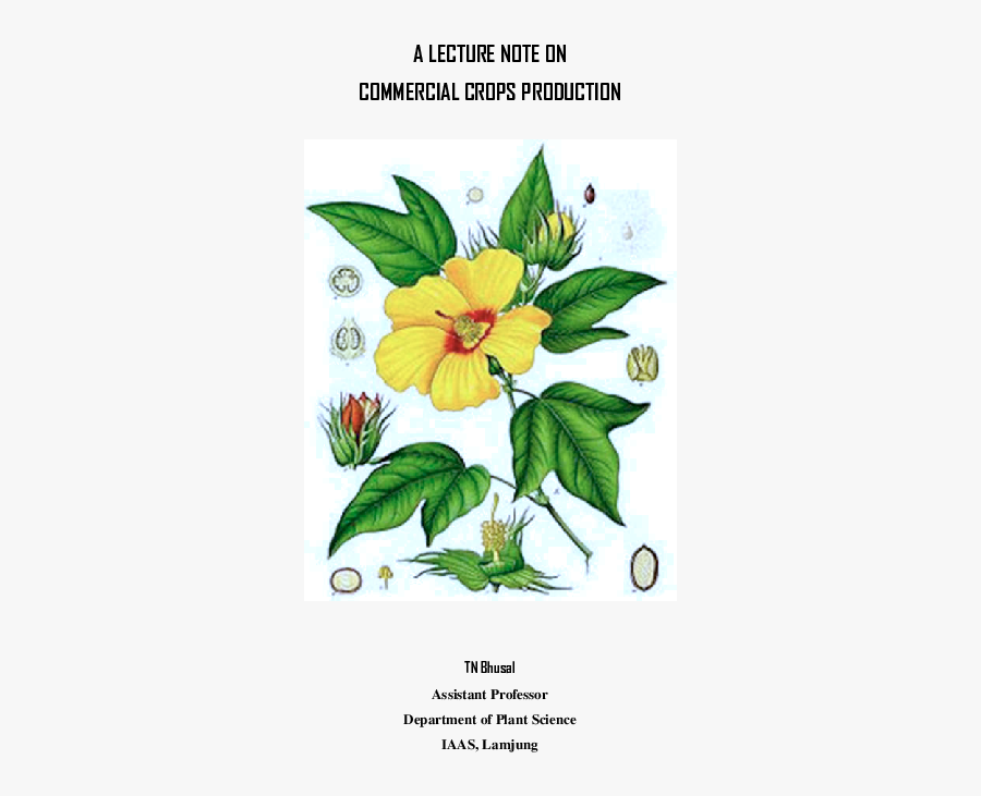 Gossypium Barbadense, Transparent Clipart