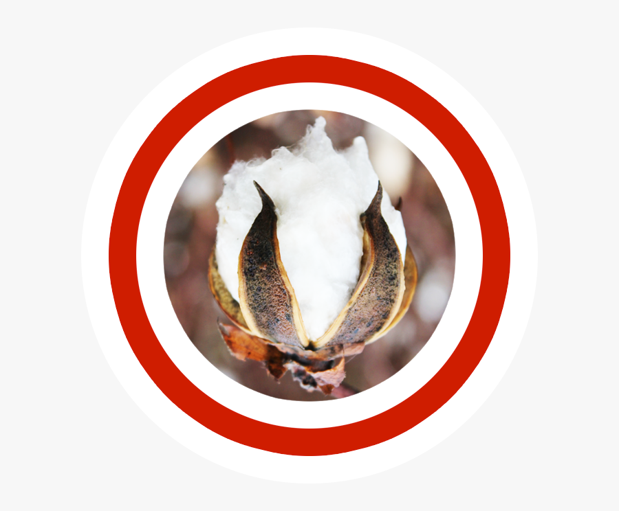 Circle, Transparent Clipart