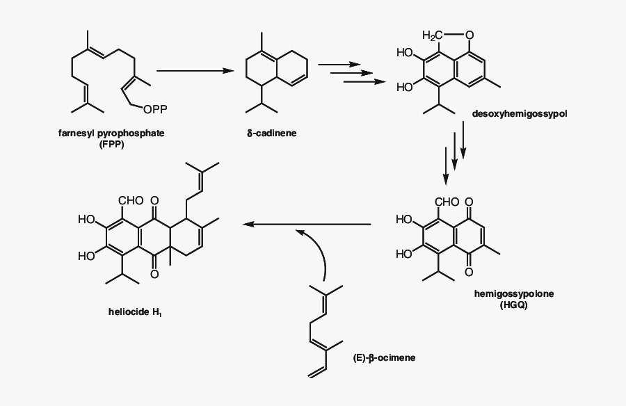 Proposed Scheme For The Biosynthesis Of Heliocide H - Aminoallyl Nucleotide, Transparent Clipart