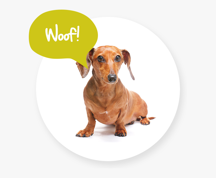 Dog Walking In Bromley - Dog, Transparent Clipart