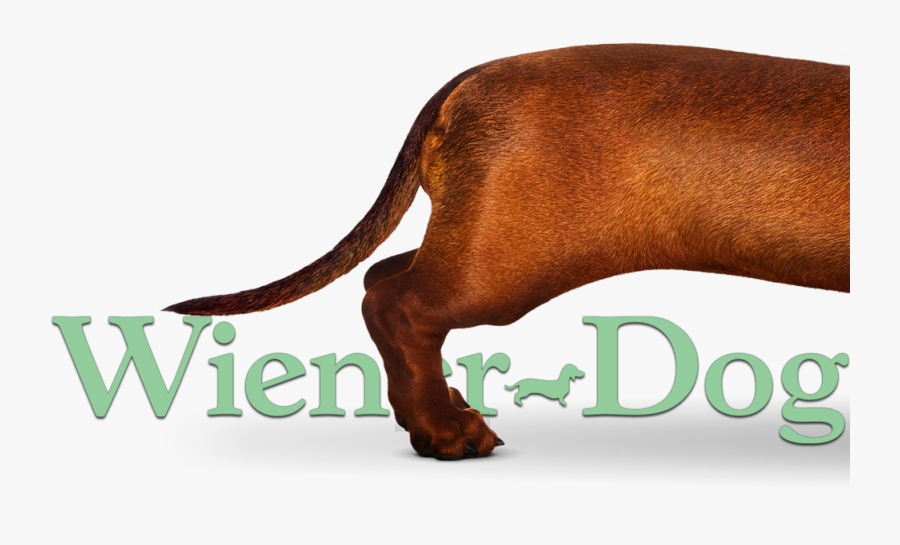 Transparent Wiener Dog Png - Water Buffalo, Transparent Clipart