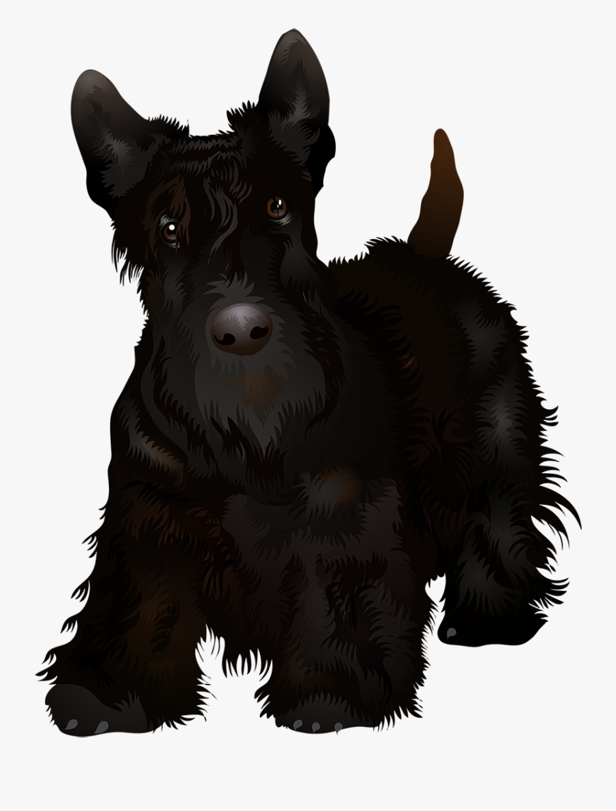Terrier Drawing Scottie Dog - Standard Schnauzer, Transparent Clipart