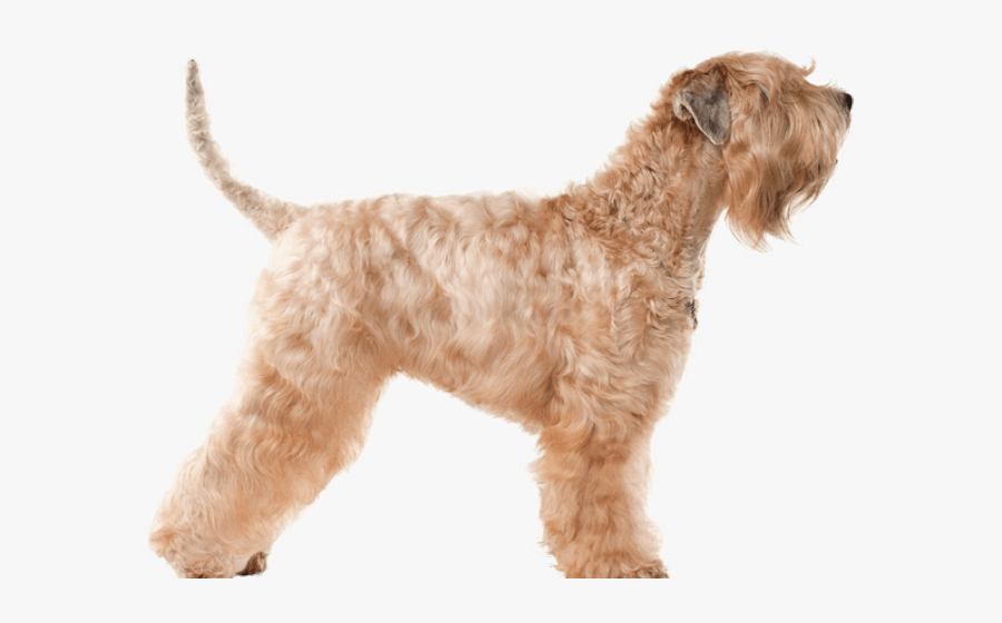 Terrier Clipart Wheaten Terrier - Soft Coated Wheaten Terrier Long Tail, Transparent Clipart