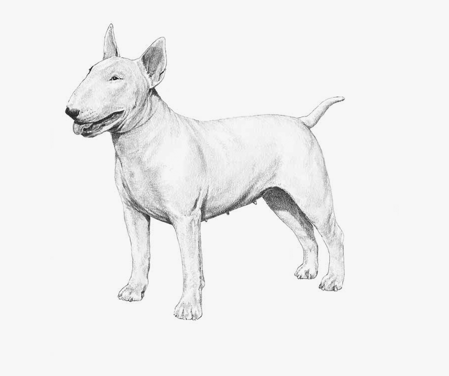 Clip Art Embark Dog Dna Test - Bull Terrier , Free Transparent Clipart - Cl...