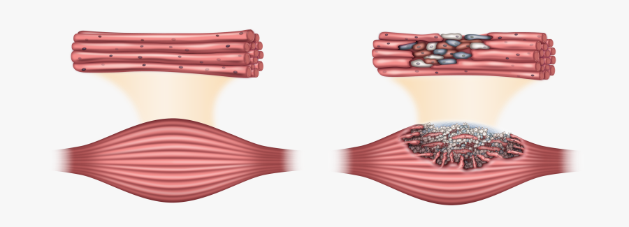 Longboard, Transparent Clipart