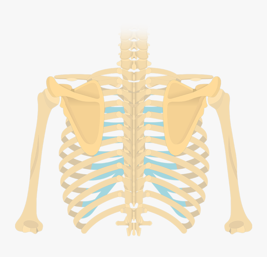 Posterior View Of Scapula And Faded Back Skeleton - Stx Eclipse 2 Black, Transparent Clipart