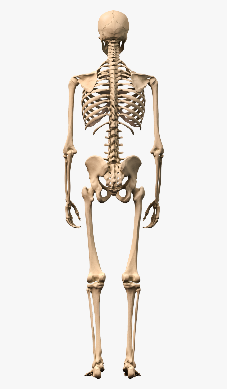 Rib - Human Skeleton Transparent Background, Transparent Clipart