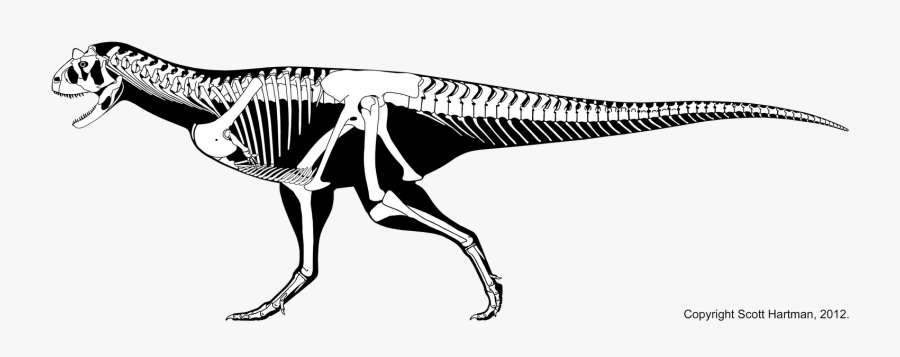 Skeleton Of A Trex , Png Download - Carnotaurus Sastrei Skeleton, Transparent Clipart